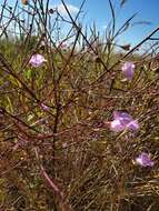 Image of stiffleaf false foxglove