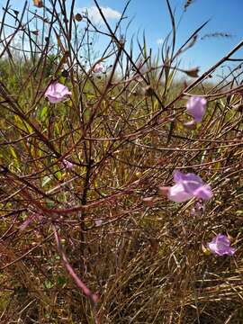 Image of stiffleaf false foxglove