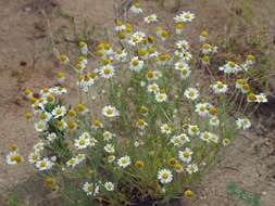 Anthemis ruthenica M. Bieb.的圖片