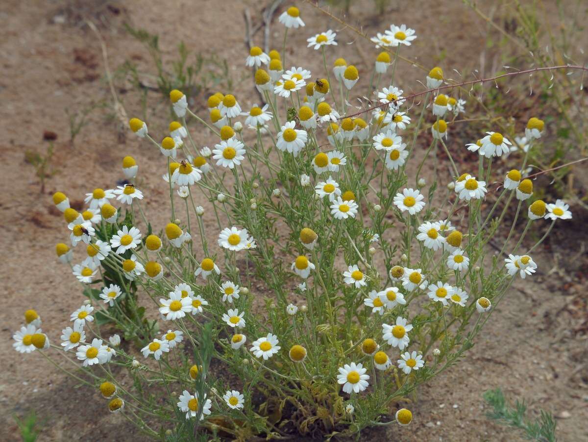 Anthemis ruthenica M. Bieb.的圖片