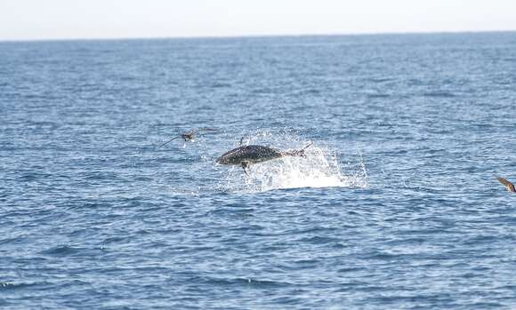 Image of Atlantic Bluefin Tuna