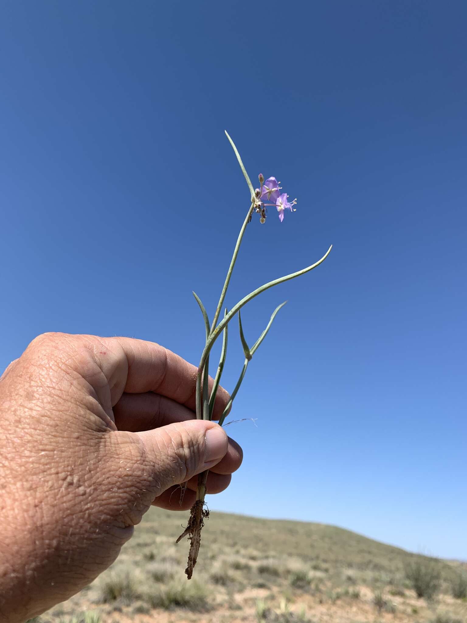 Image of Wright's Spiderwort