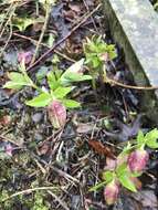 Image of lenten-rose