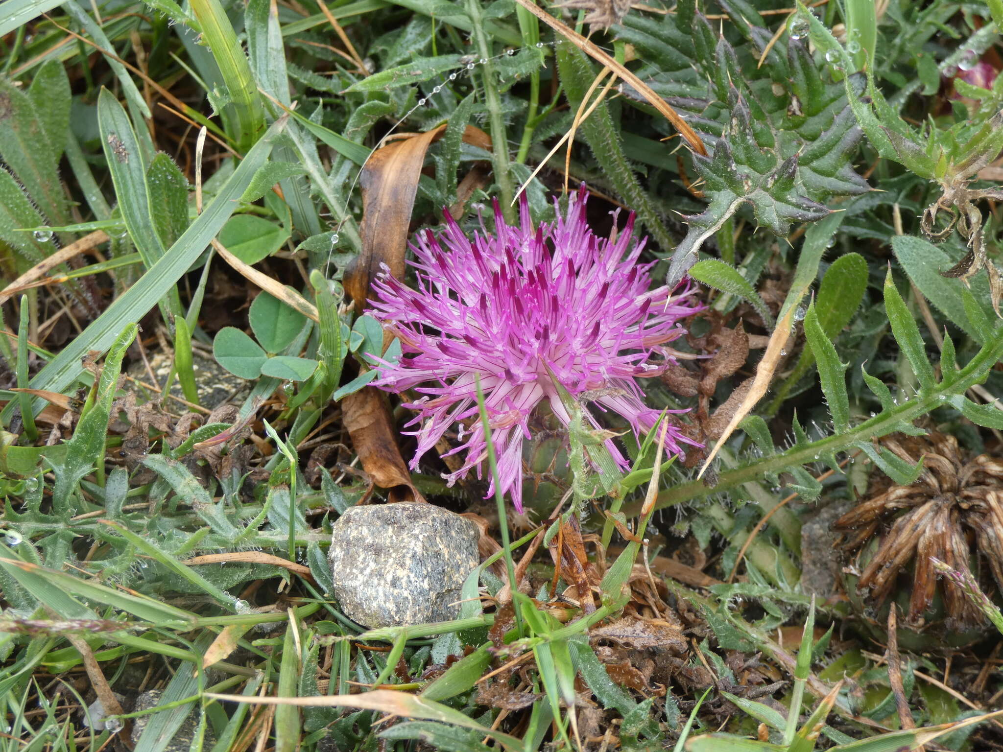 Слика од Centaurea borjae E. Valdes-Bermejo & S. Rivas Goday