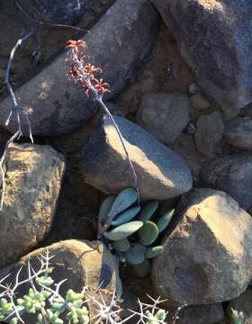 Image of Adromischus liebenbergii Hutchison