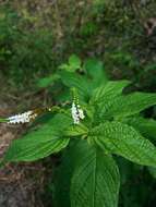 Image de Heliotropium angiospermum Murray