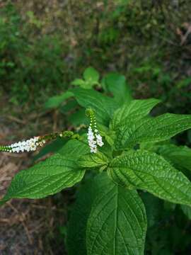 Image de Heliotropium angiospermum Murray