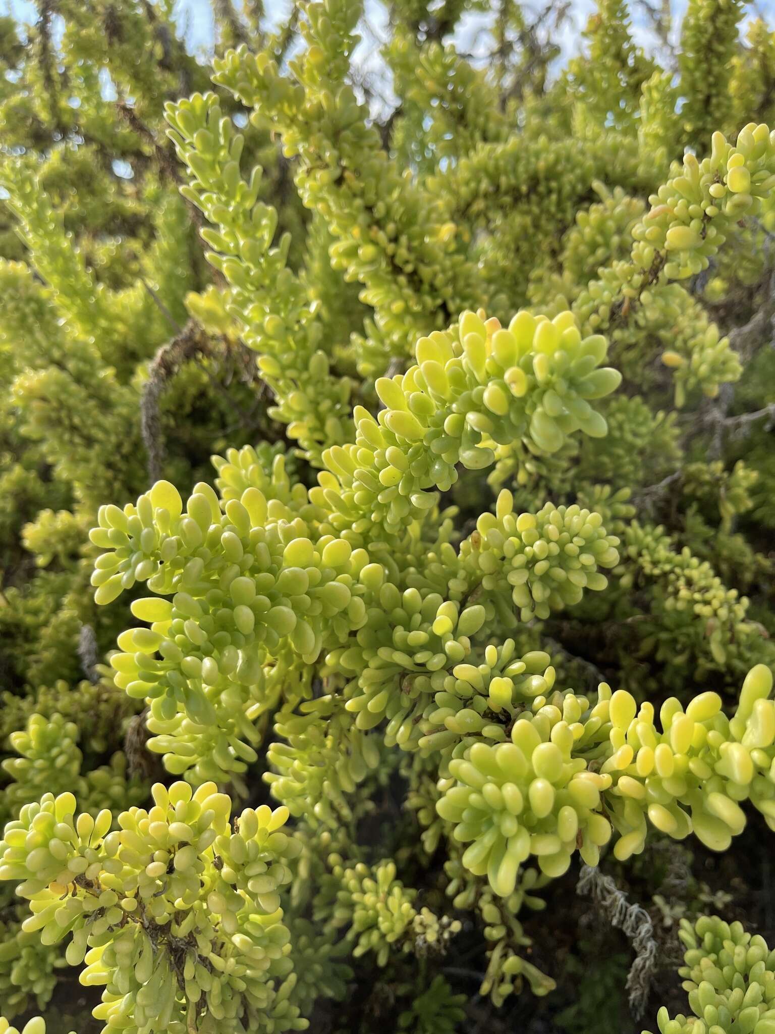 Image of Galapagos clubleaf