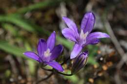 Image of Indian Valley Cluster-Lily