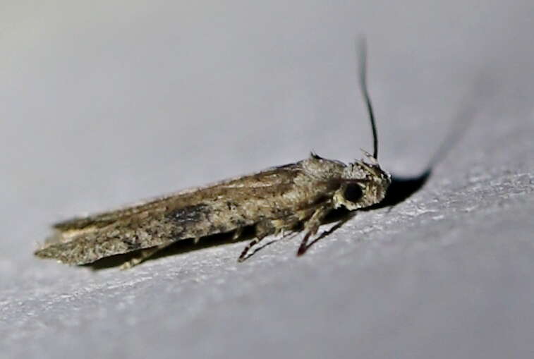 Image of Agonopterix propinquella Treitschke 1835