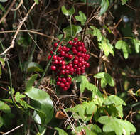 Image of Smilax aspera L.