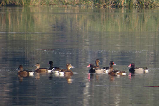 Image of Rosy-billed Pochard