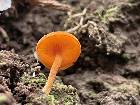 Image of Lactocollybia aurantiaca Singer 1952