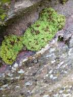 Image of barbula moss