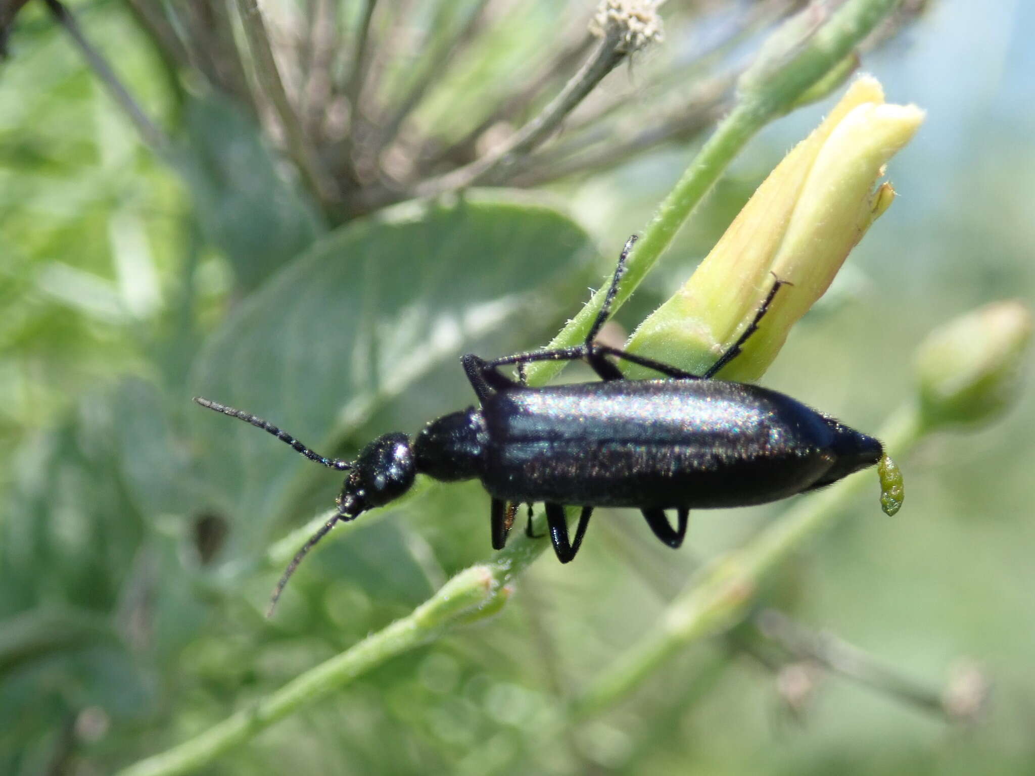 Image of Punctate Blister Beetle