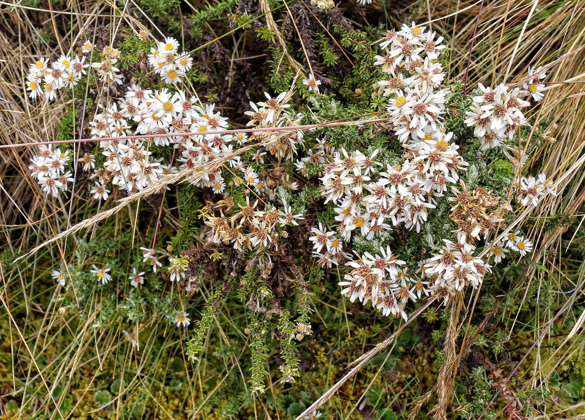 Image of Diplostephium barclayanum Cuatrec.