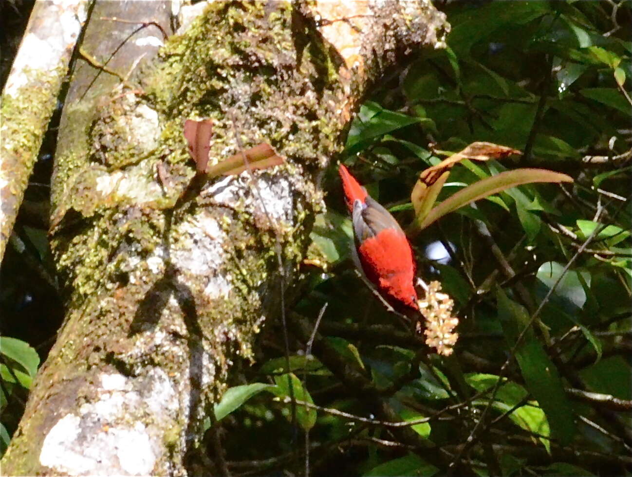 Image of Temminck's Sunbird