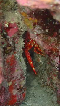 Image of Dwarf Reef Lobster