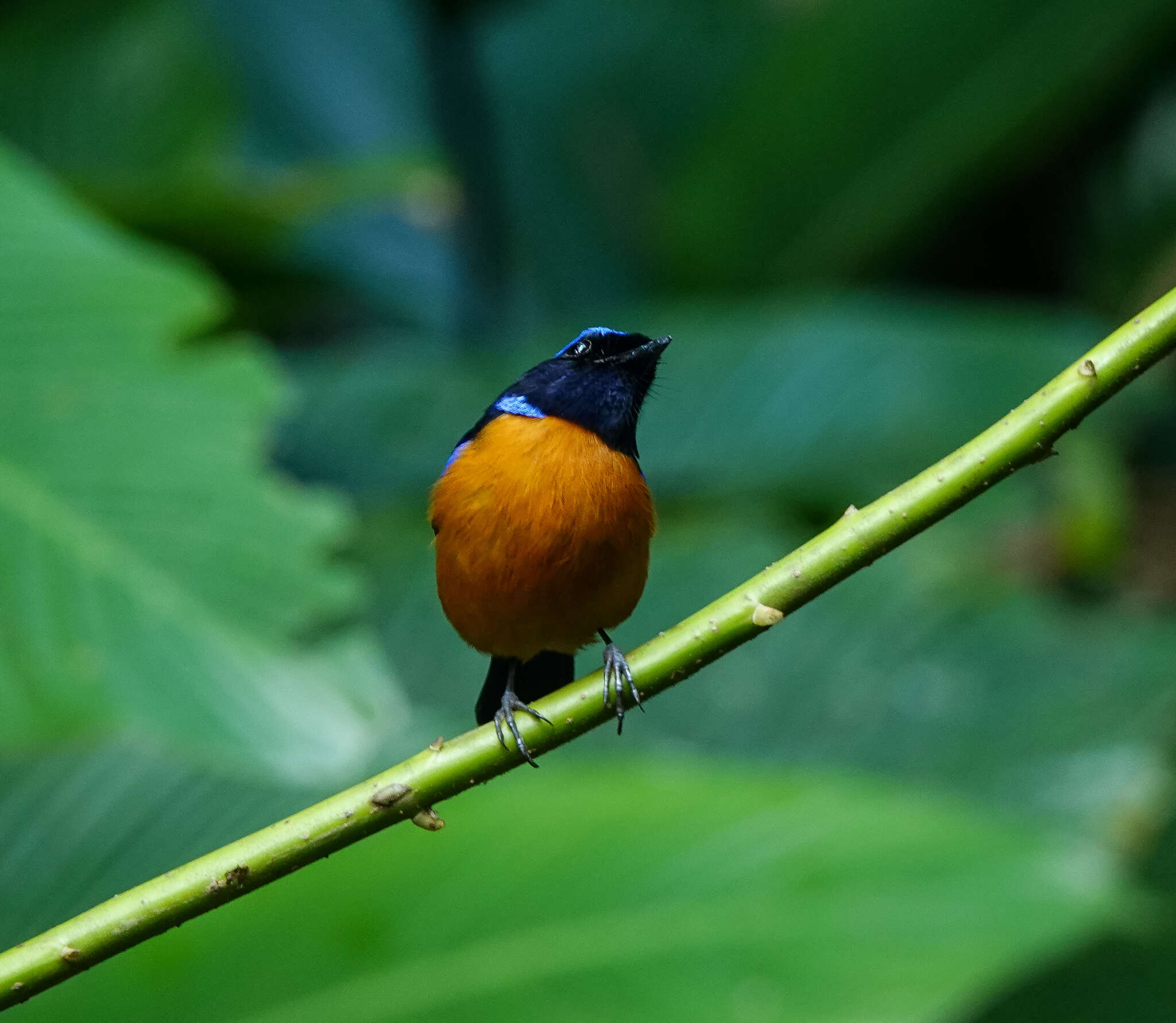 Image of Rufous-bellied Niltava