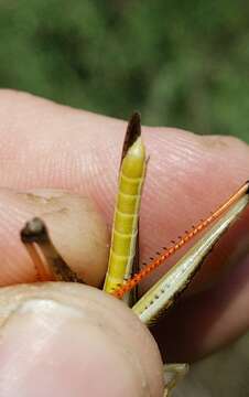 Image of Two-striped Mermiria