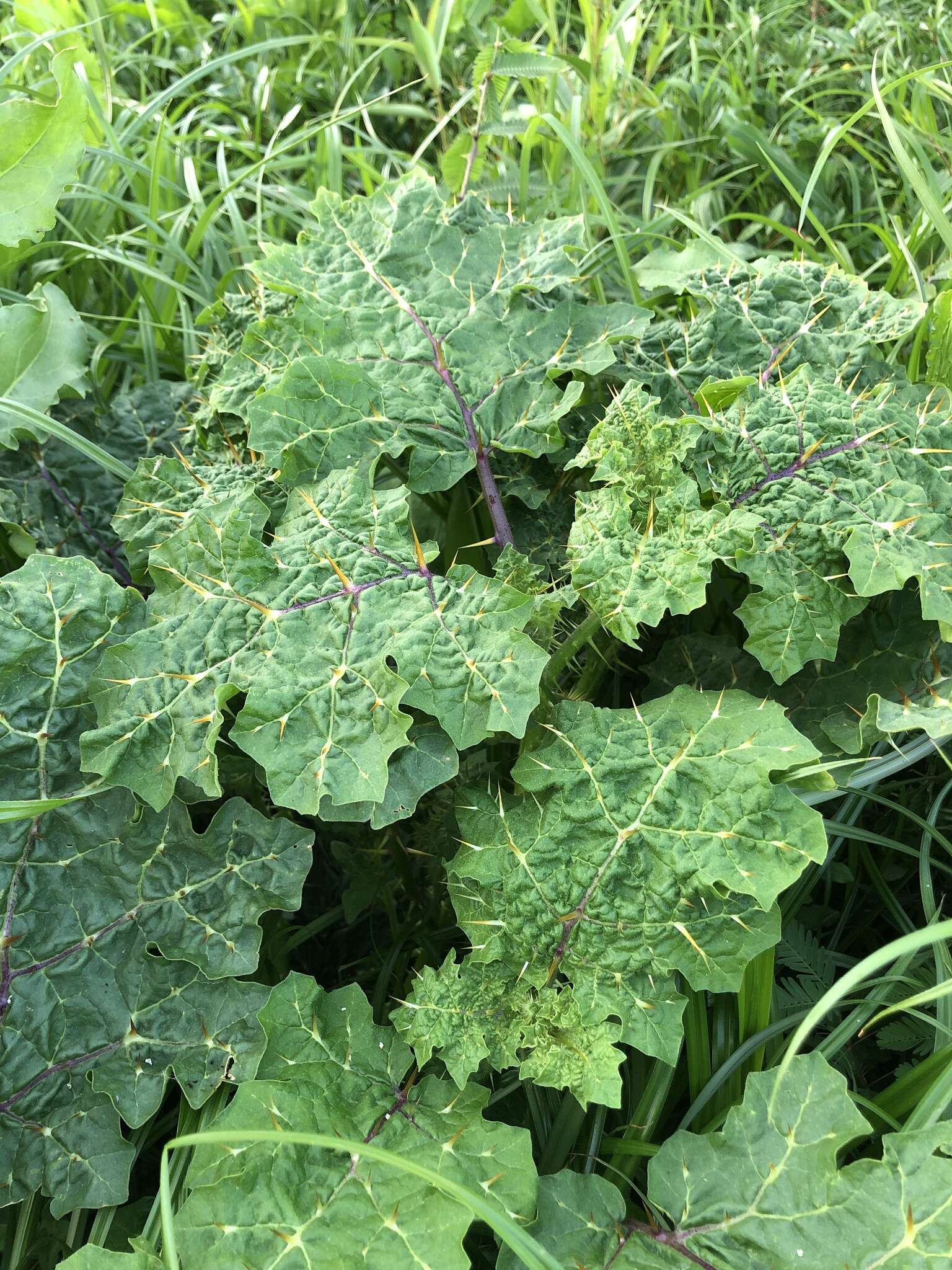 صورة Solanum campechiense L.