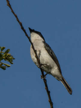 Image of Black-winged Flycatcher-shrike