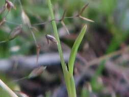 Image of silver hairgrass