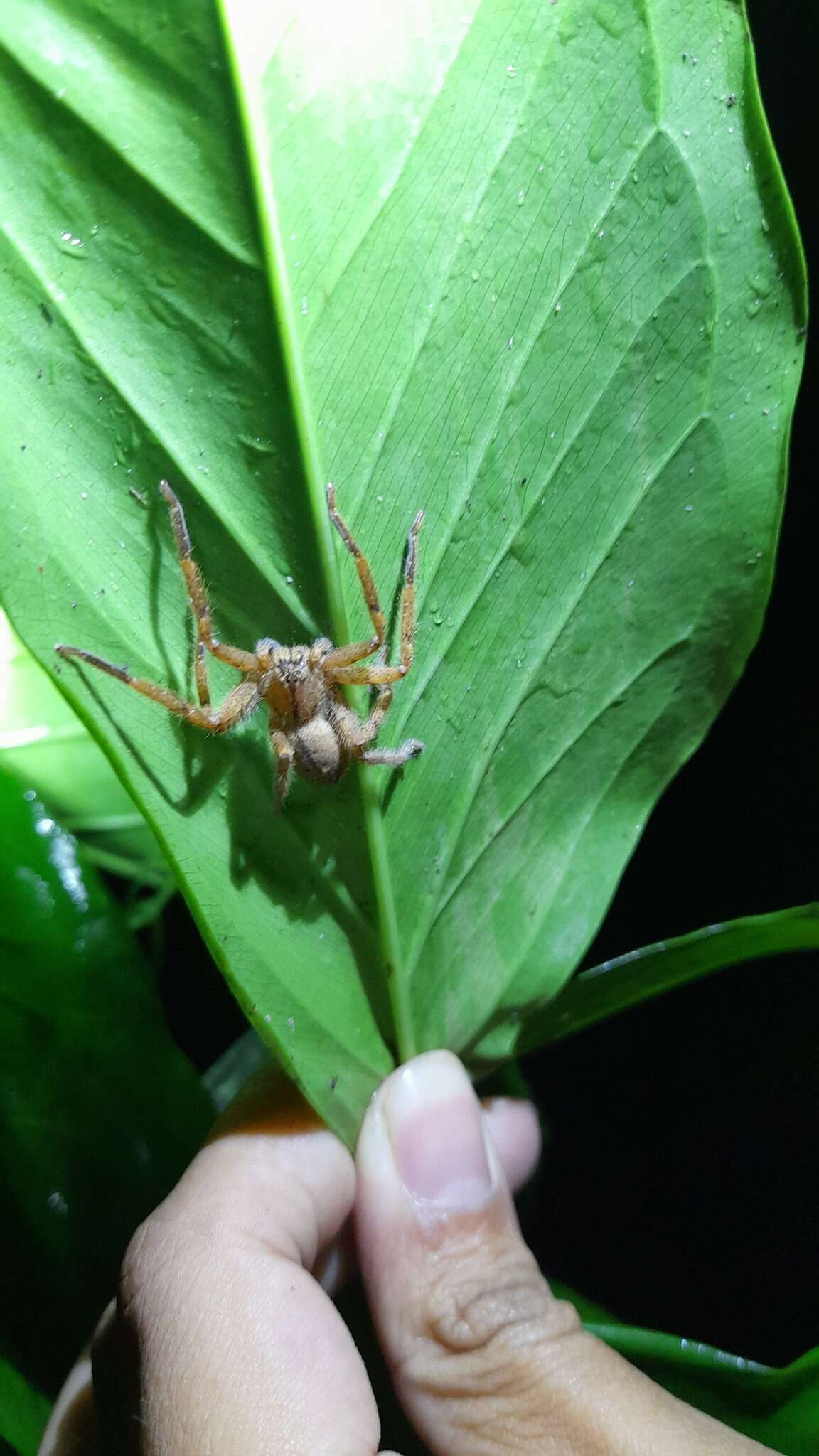 Heteropoda javana (Simon 1880) - Encyclopedia of Life