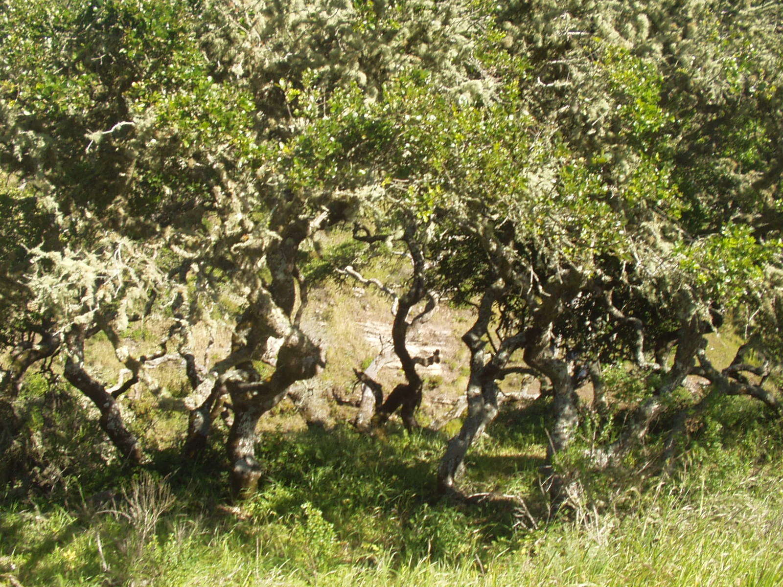 Image of Channel Island Scrub Oak