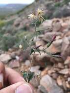 Image de Brickellia coulteri A. Gray