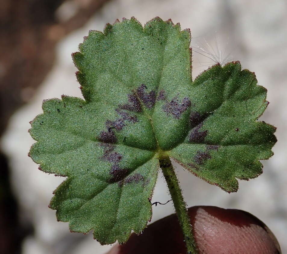 Image of Pelargonium elongatum (Cav.) Steud.