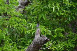 Image of Melanesian Flycatcher