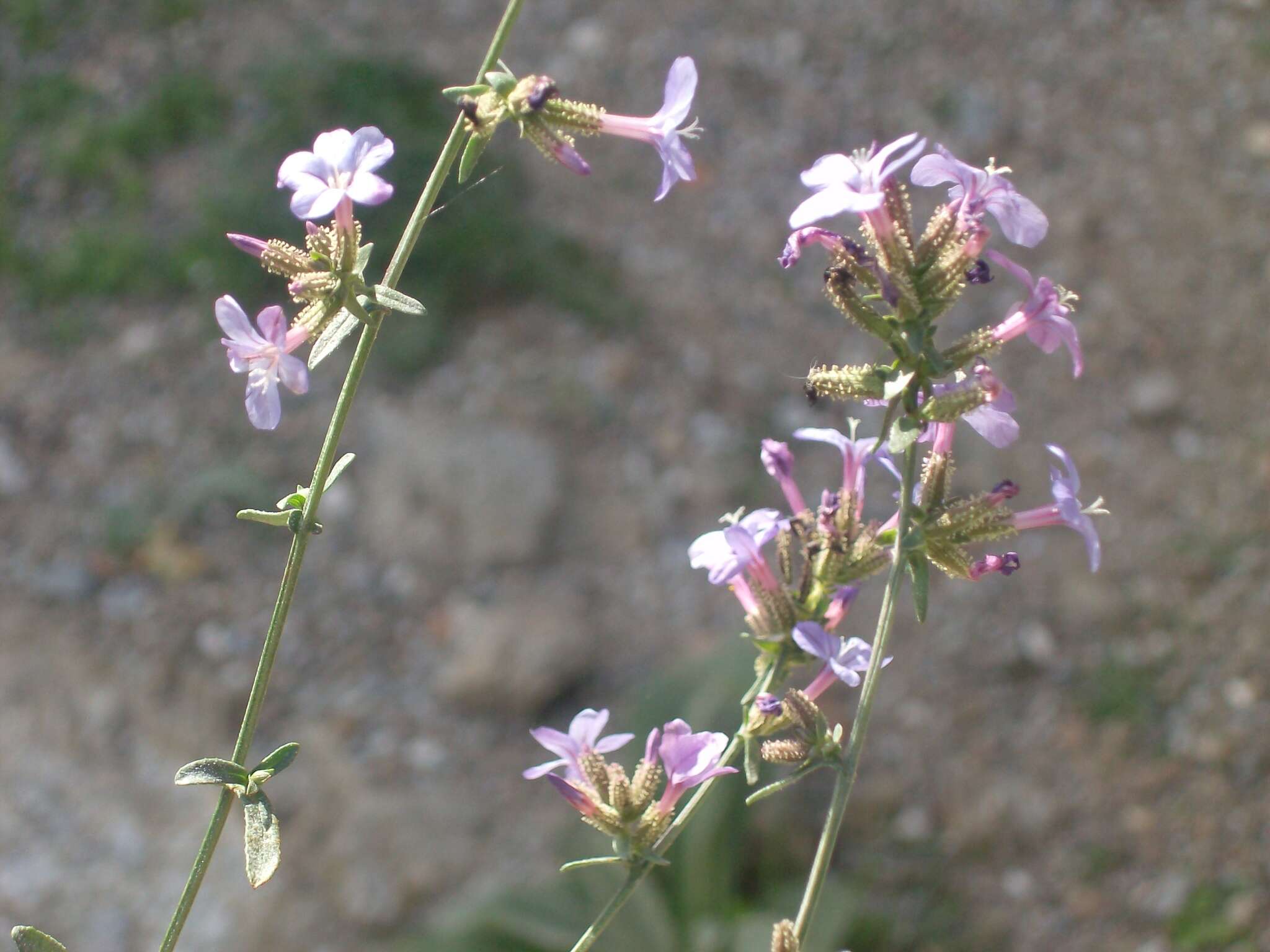 Image of Plumbago europaea L.