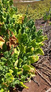 Image of Nicotiana stocktonii Brandegee