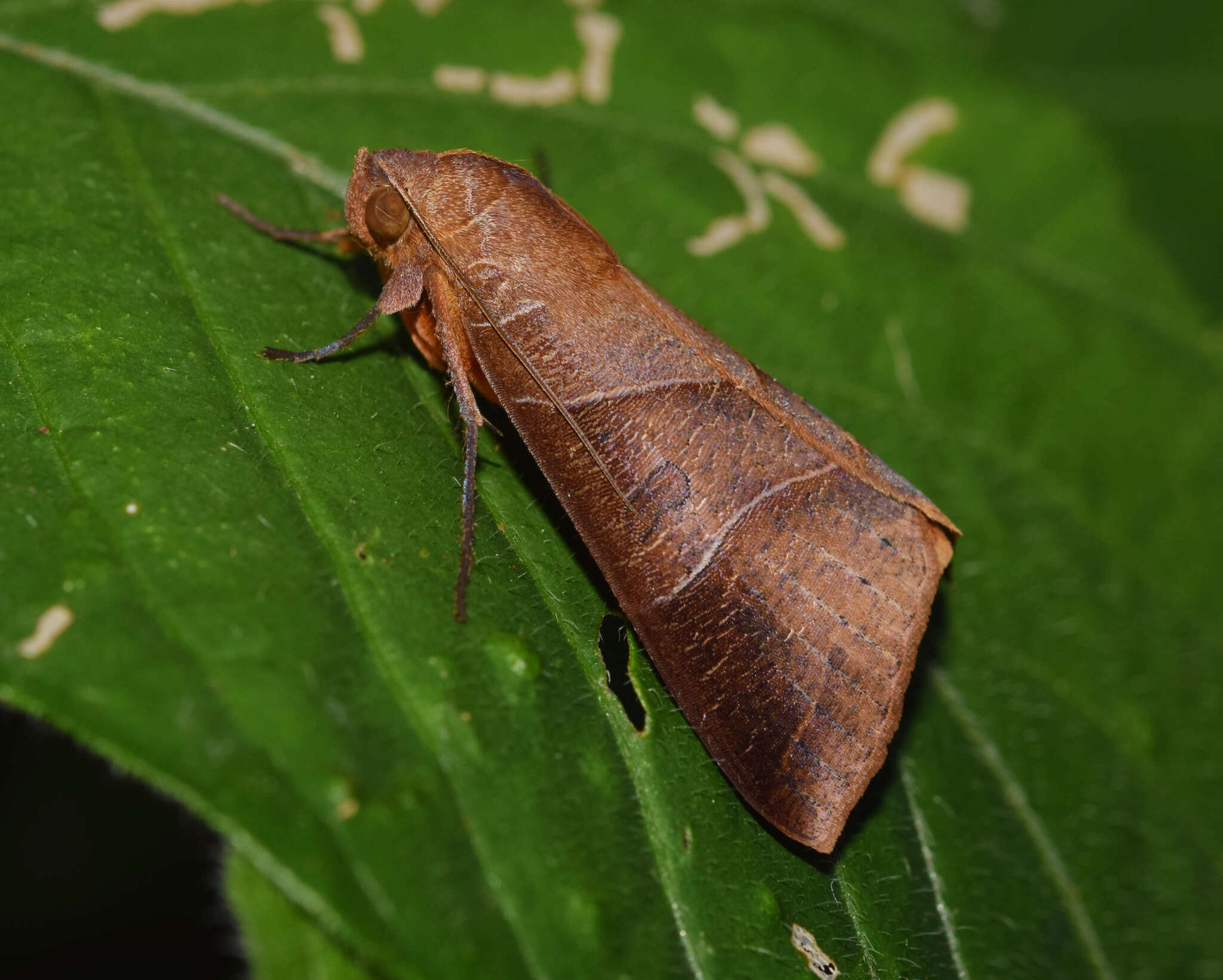 Image of Thyas rubricata