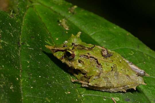 Image of Pacific robber frog