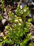 Plancia ëd Galium noricum Ehrend.