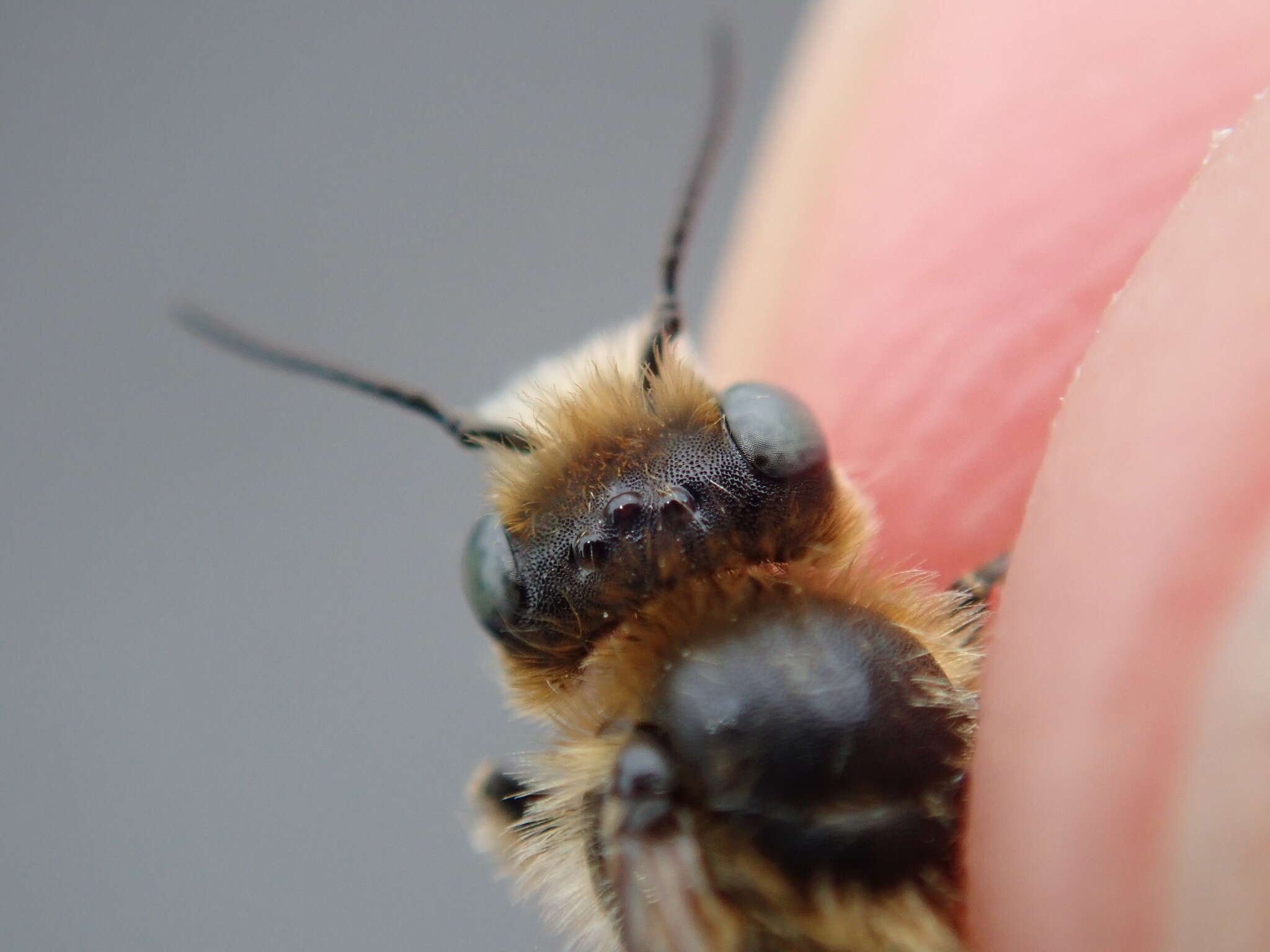 Image of Mason bee