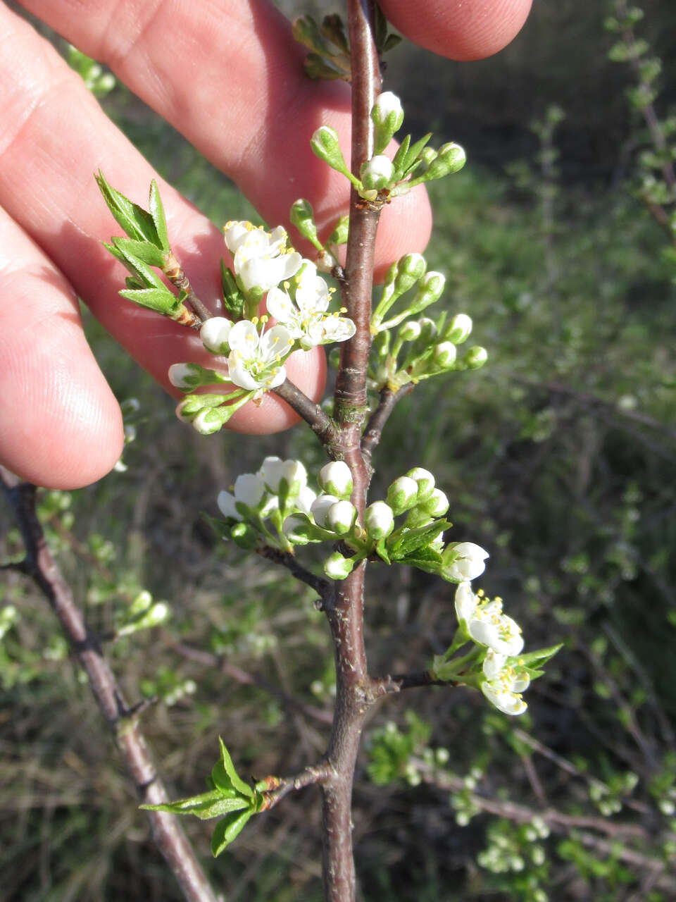 Imagem de Prunus rivularis Scheele