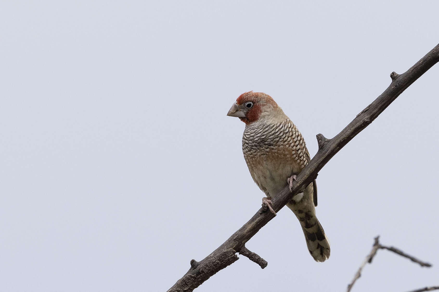 Image of <i>Amadina erythrocephala dissita</i>