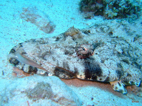 Image of Papilloculiceps