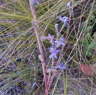 Image of Lobelia gibbosa Labill.