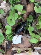 Image of Carabus (Tanaocarabus) finitimus Haldeman 1852