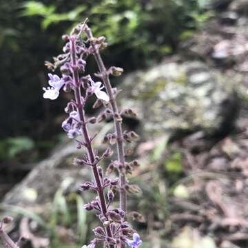 Image of <i>Coleus argentatus</i>