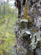 Image of cartilage lichen