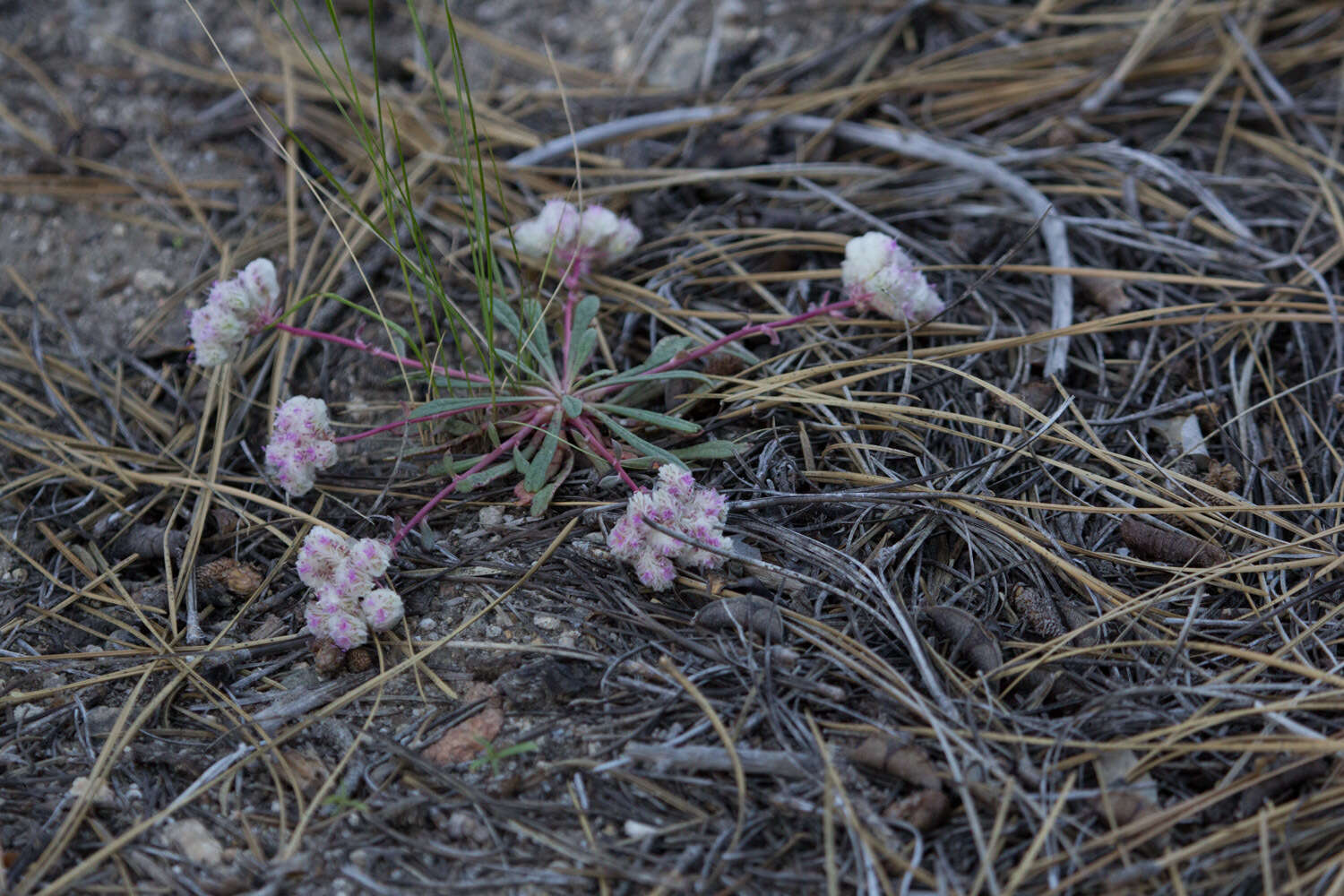 صورة Cistanthe monosperma (E. Greene) M. A. Hershkovitz