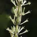 Image of Dracaena terniflora Roxb.