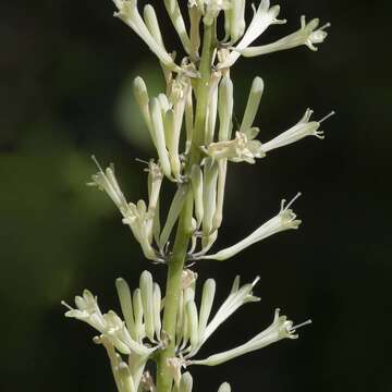 Image de Dracaena terniflora Roxb.