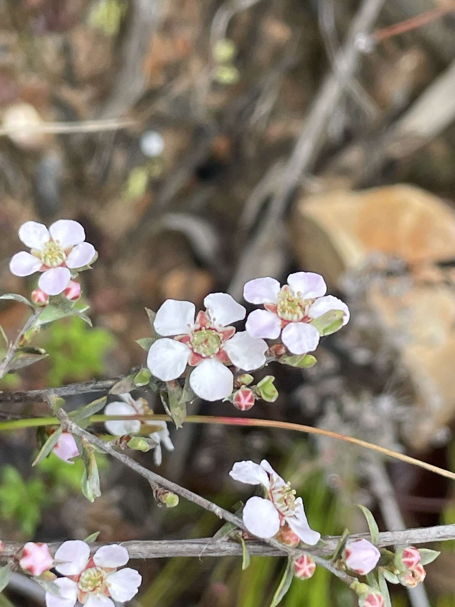 Sivun Leptospermum multicaule A. Cunn. kuva