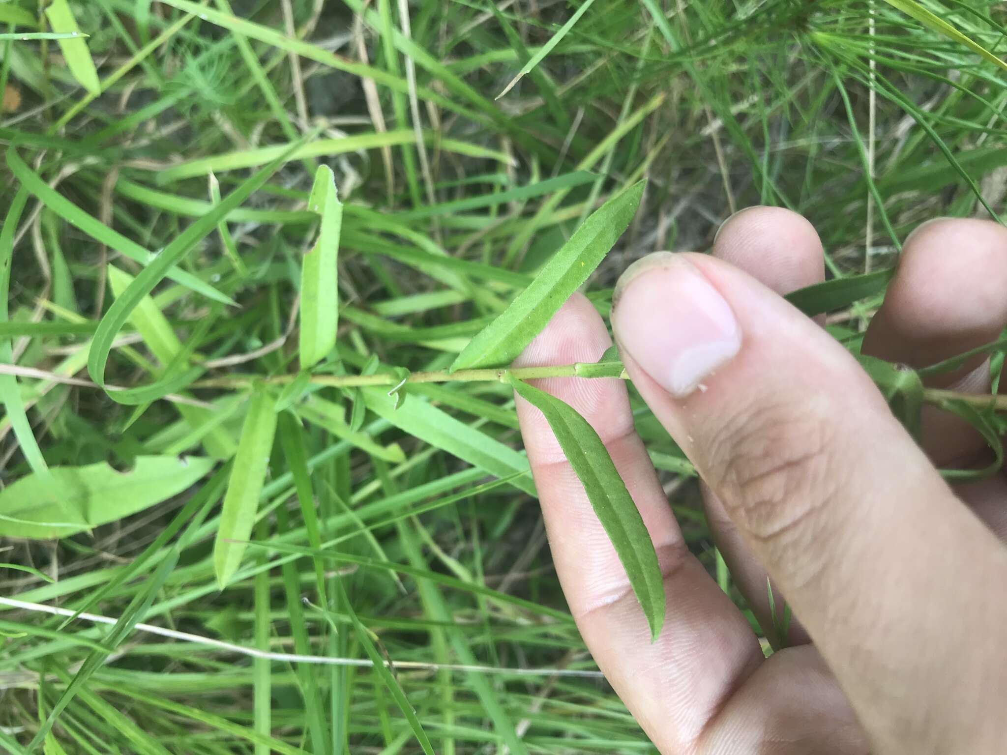 Image of slender aster